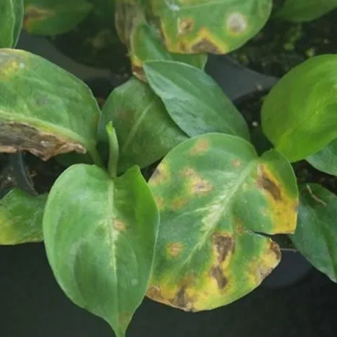 thumbnail for publication: Dieffenbachia Diseases: Identification and Control in Commercial Greenhouse Operations
